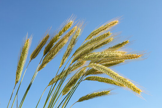 Ears of rye