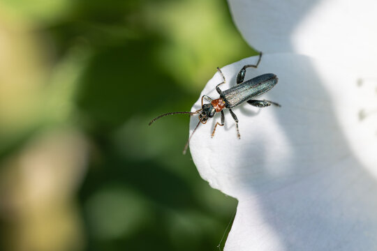 Macro - Rothalsiger Steinbockk&auml;fer