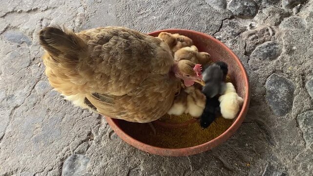 Mother Hen Caring for Her Chicks