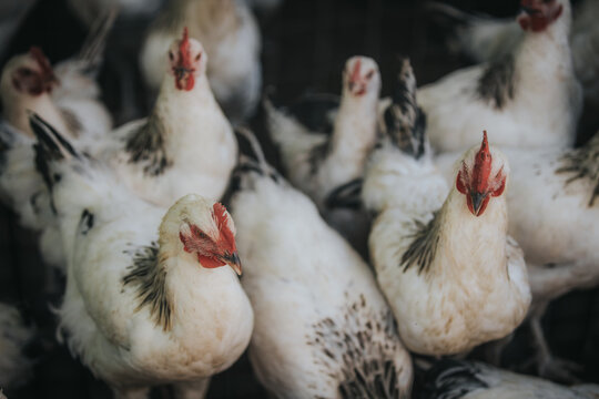Group of white chickens with black markings gathered closely together in a farm setting, showcasing their distinct features and vibrant red combs