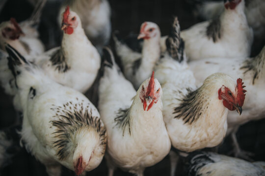 Group of white chickens with distinctive black markings gathered closely together in a farmyard setting, showcasing their feathers and vibrant red combs