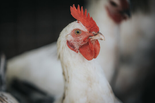 White chicken with red comb and wattles stands prominently in a farmyard setting, blurred chickens and wire fencing visible in the background