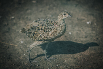 Brown bird with intricate feather patterns walking on the ground, casting a shadow, surrounded by a natural earthy environment with sparse vegetation © Emvats