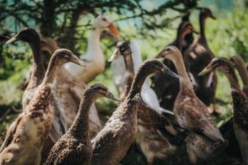 Group of domestic ducks and geese gathered in a lush green area, with various colors and patterns visible on their feathers under natural sunlight © Emvats