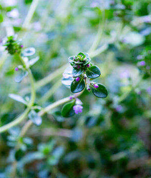 Thyme flowers