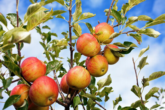 Ripe apples hanging on the tree