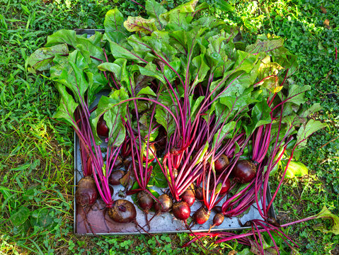 Fresh picked organically homegrown beets from a backyard garden; high angle view