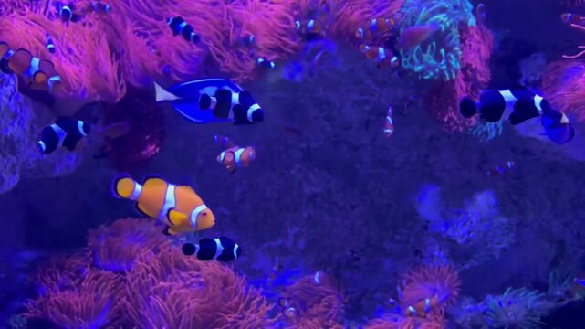 Tropical Clownfish And Blue Fish Swimming In A Colorful Marine Aquarium