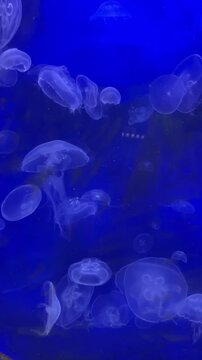 Transparent Jellyfish Swimming in a Blue Aquarium Underwater