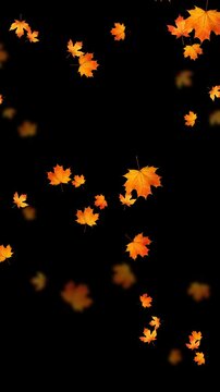 colorful autumn leaves falling isolated alpha channel 4k animation, leaf fall thanksgiving and Halloween celebration video stream overlay vertical social media motion design element