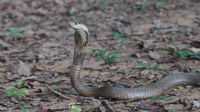 Cobra deadly serpent living on a dry leaf in the forestin nature	