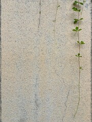 Industrial concrete wall texture with a hanging green vine © SAWA.K
