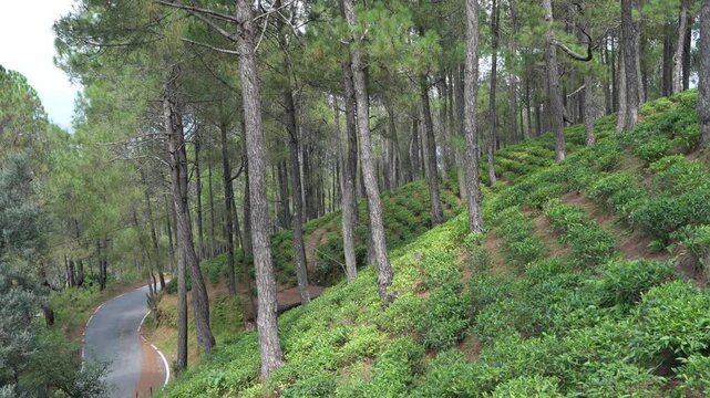 Scenic Himalayan Tea Plantation Mixed With Pine Forest And Winding Road