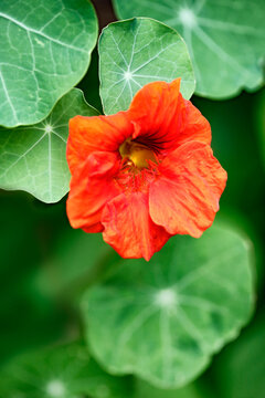 Flowering nasturtium