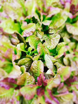 Salad leaves growing in a field