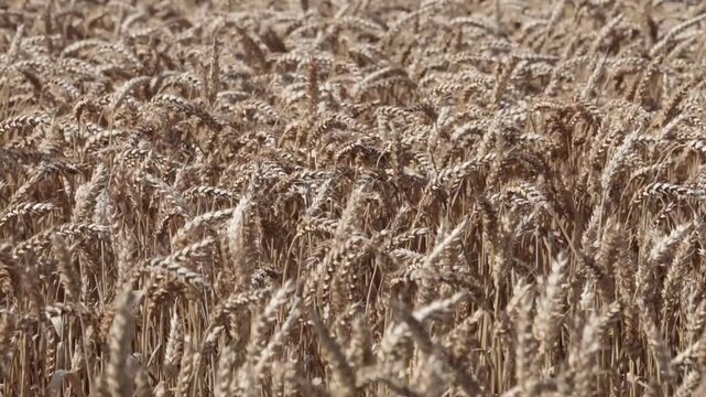 Tversted, Denmark Fields of wheat blowing in the wind.