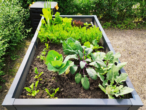Urban Gardening - raised bed with vegetables