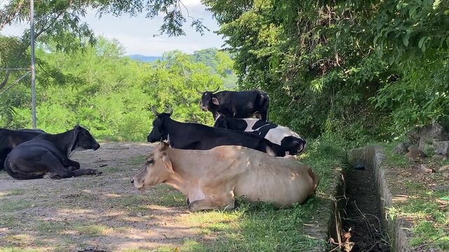 Cattle Resting in a Rural Area
