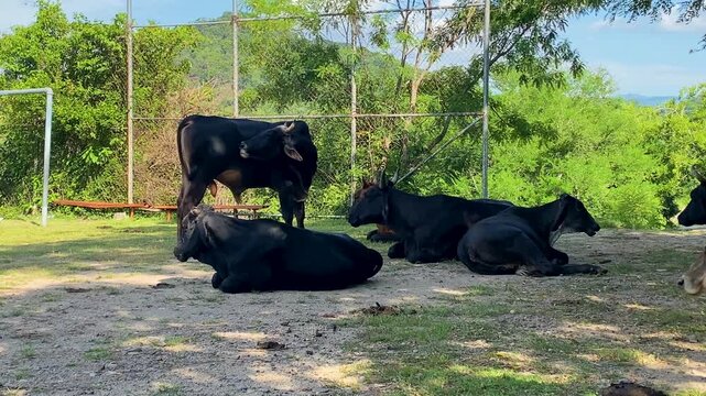 Cows Resting on a Farm