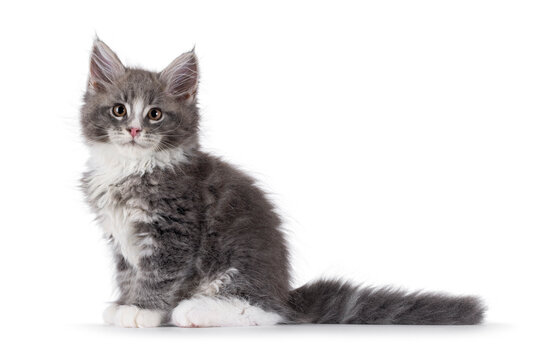 Adorable blue Maine Coon cat kitten, sitting up side ways. Looking straight to camera with cute expression. Isolated on a white background.