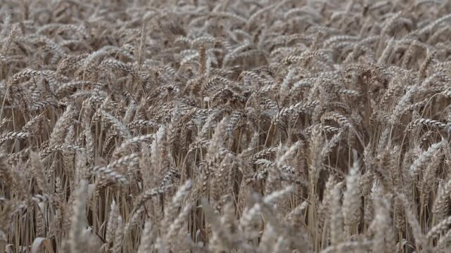 Tversted, Denmark Fields of wheat blowing in the wind.