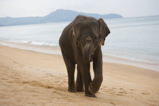 Asian elephant on the beach in Thailand