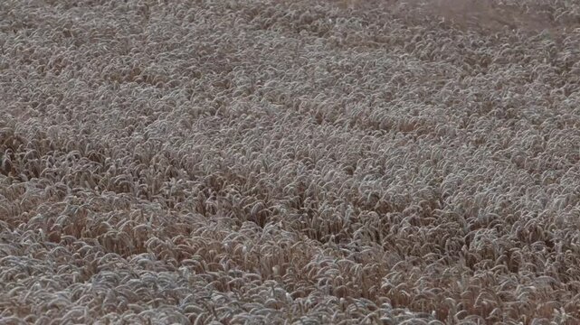 Tversted, Denmark Fields of wheat blowing in the wind.