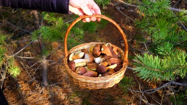 Mushroom picking in the forest. Selective focus.
