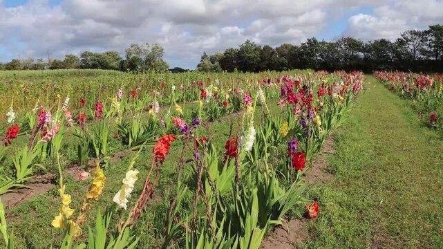 Tversted, Denmark A field of gladiolas and dahlia flowers.