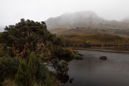 Polylepis Tree Beside a Mountain Lagoon in the Misty High-Altitude P&aacute;ramo of Cajas National Park, Ecuador