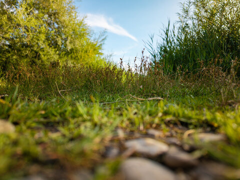 Bodenbild am Fledermaussee bei Freidorf in der Gemeinde Rettenberg im Oberallg&auml;u