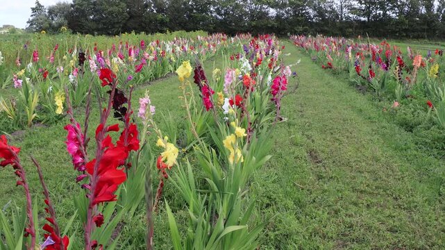 Tversted, Denmark A field of gladiolas and dahlia flowers.
