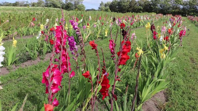 Tversted, Denmark A field of gladiolas and dahlia flowers.