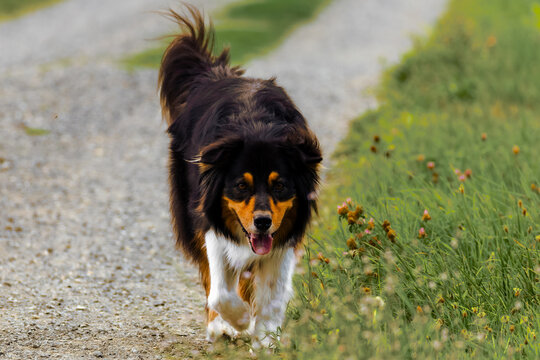 Treuer Hund beim Spaziergang