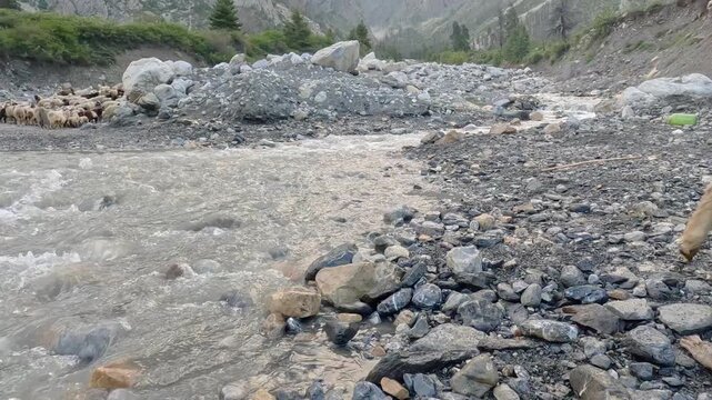 Little Lamb Struggling To Cross Fast Flowing Mountain Stream To Join Flock