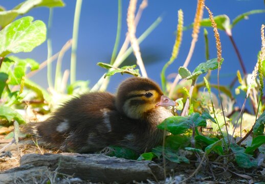 Cute newborn baby duck sitting in the green grass by the peaceful lake lighten with sun, waterbirds background