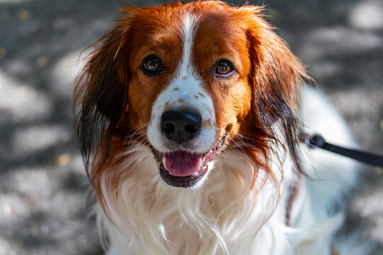 Treuer Hund im Schattenlicht