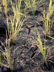 Obraz premium rice plants and land that are dry due to lack of water during the long dry season