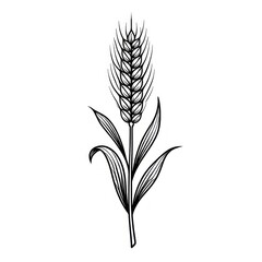 Fototapeta premium Elegant wheat line art illustration.