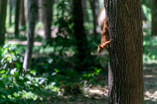 A cute Eurasian red squirrel (Sciurus vulgaris) clings to the rough bark of a large tree, moving downward headfirst. The scene is set in a dense summer forest or park.