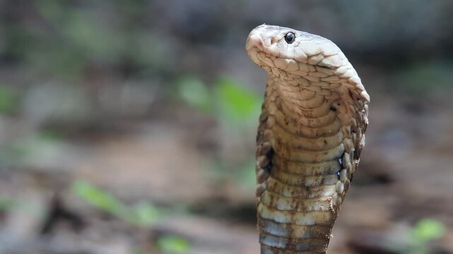 Cobra deadly serpent living on a dry leaf in the forestin nature	