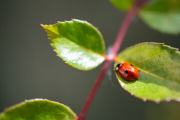 2-spotted ladybird on a leaf © Sofia Alves