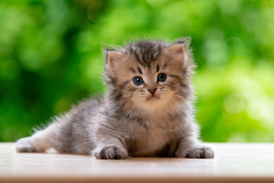 Cute fluffy tabby kitten lying down on wooden floor looking at camera with green nature bokeh background.