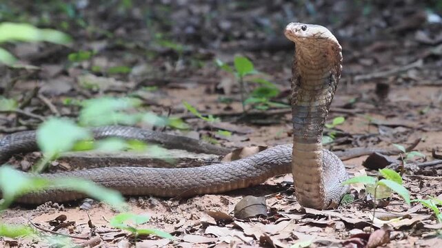 Cobra deadly serpent living on a dry leaf in the forestin nature	