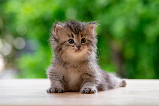 Cute fluffy tabby kitten sitting on wooden floor looking at camera with green nature bokeh background.