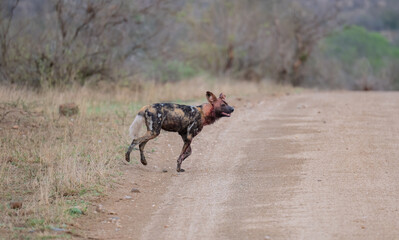 Ein Afrikanischer Wildhund bewegt sich durch eine trockene Savannenlandschaft © Mathis