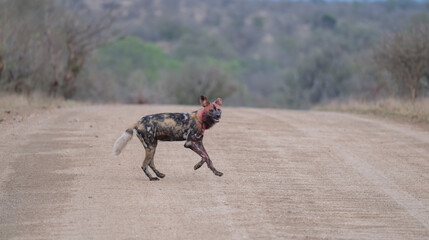 Afrikanischer Wildhund bewegt sich durch eine trockene Savannenlandschaft © Mathis