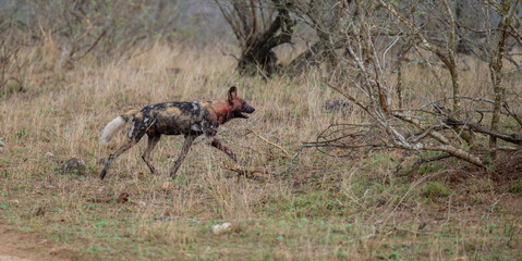 Ein Afrikanischer Wildhund bewegt sich durch eine trockene Savannenlandschaft © Mathis