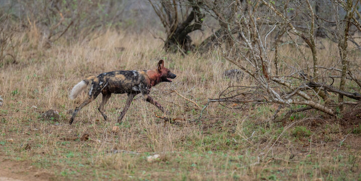 Ein Afrikanischer Wildhund bewegt sich durch eine trockene Savannenlandschaft