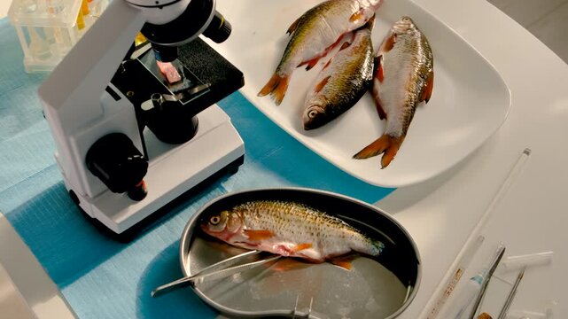 Research fish in the lab. Selective focus.